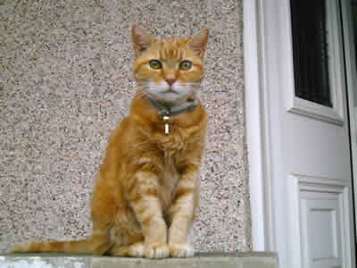 Tiger the Ginger Tabby Tomcat looking keenly interested in the camera